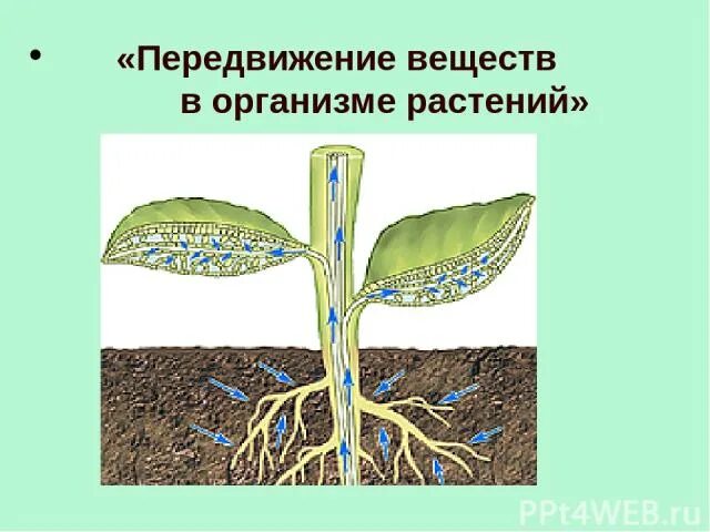 Установите последовательность поступления воды в корень. Транспорт веществ в организме растений. Передвижение веществ у растений. Транспорт веществ у растений. Передвижение веществ по растению.