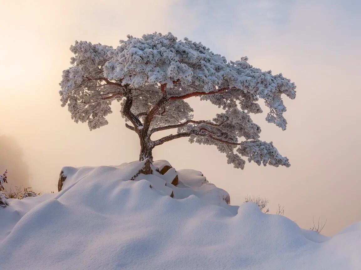 Небылица зима на деревьях. Одинокая сосна в снегу. Пейзажи природы зима в Корее. Декабрь пейзаж холм деревья. Корейская природа зима с корейцами.