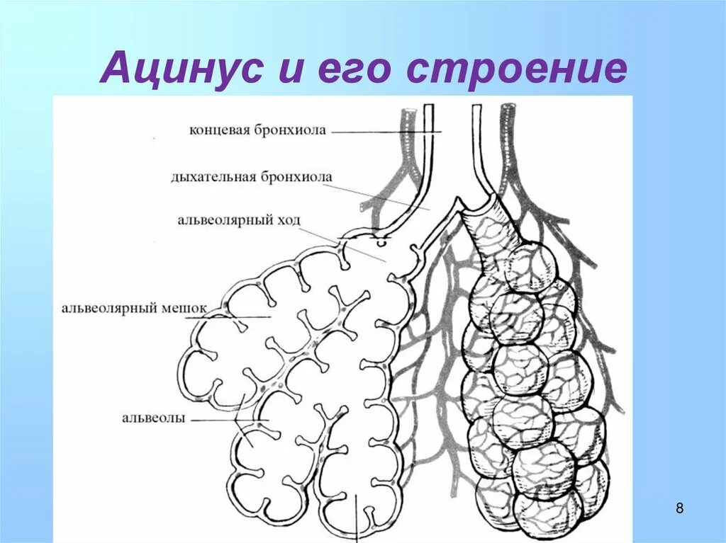 Респираторный отдел легких. Схема строения легочного ацинуса. Схема строения ацинуса легкого. Строение альвеолярного дерева. Бронхиальное дерево и ацинус.