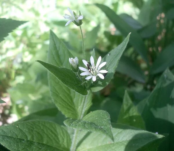 Звездчатка ланцетовидная формула цветка. Звездчатка ланцетолистная формула цветка. Укажите варианты ответов звездчатку увидишь. Укажите варианты ответов звездчатку увидишь. Укажите варианты ответов звездчатку увидишь.