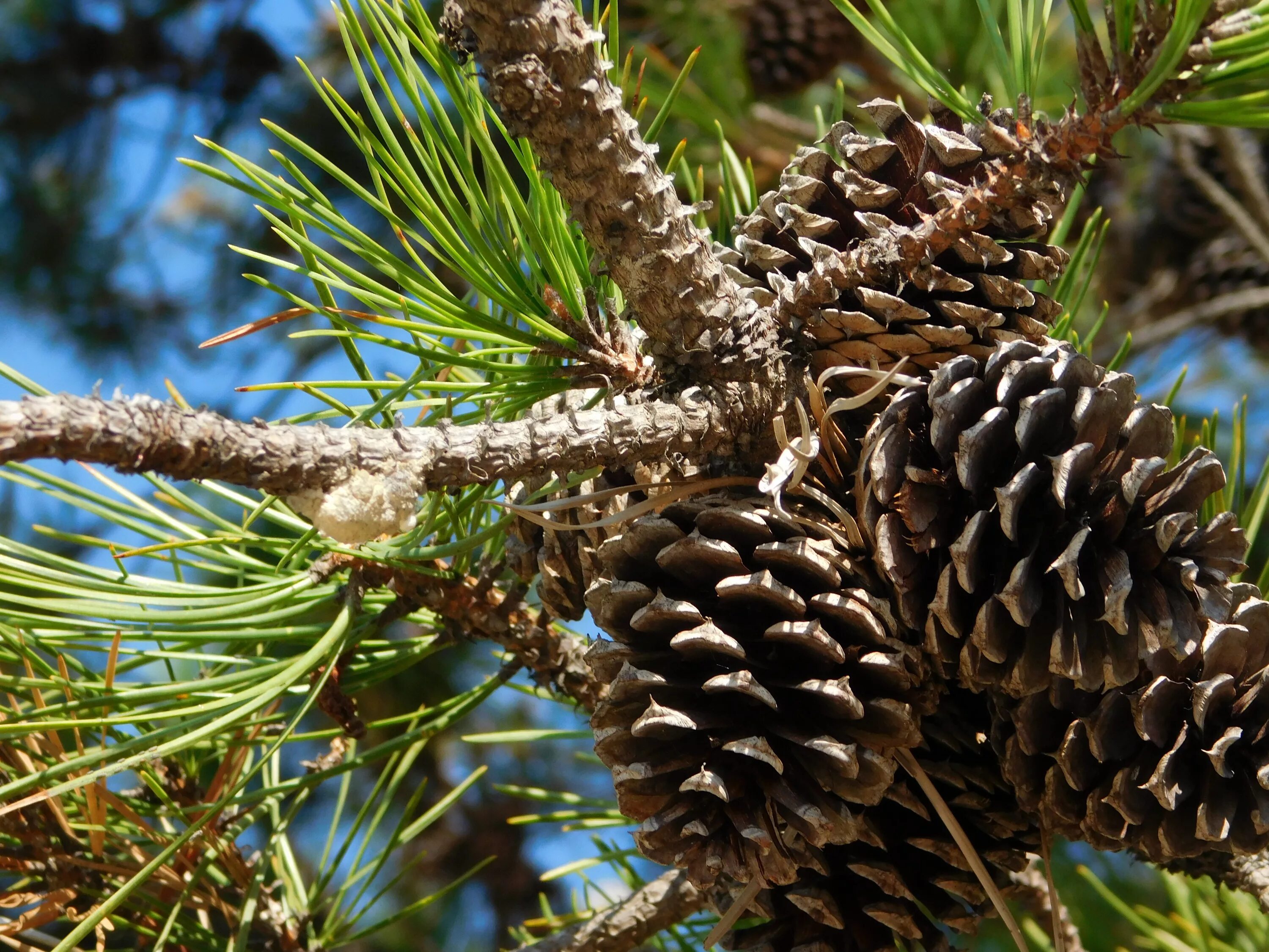 Сосна Пиния шишки. Сосна Бунге шишки. Pinus bungeana шишки. Сосна Бунге шишка.