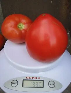 Масса 1 помидора