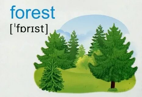 I live in the english forest