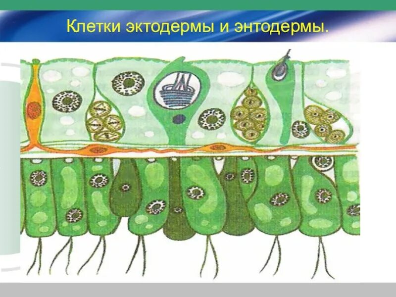 Типы клеток эктодермы и энтодермы. Клетки эктодермы. клетки эктодермы и энтодермы. клетки энтодермы. клетки образующие эктодерму.