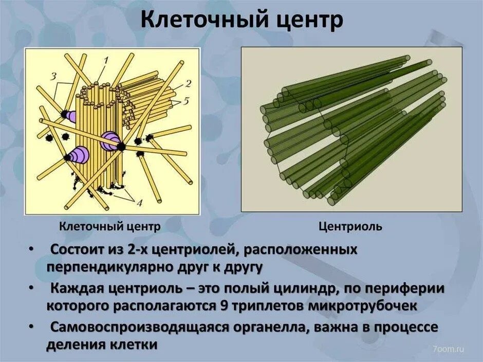 Клеточная структура клеточного центра