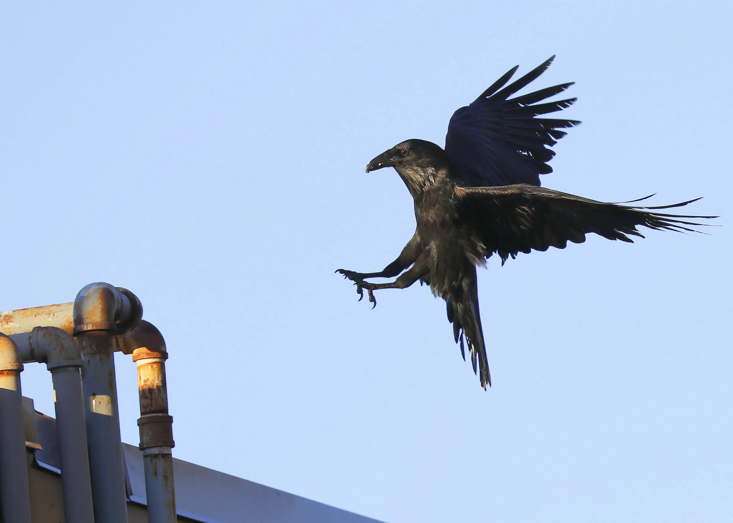 Baltimore ravens. How do ravens entertain. How do ravens entertain. балтимора джимми. порода коракс.