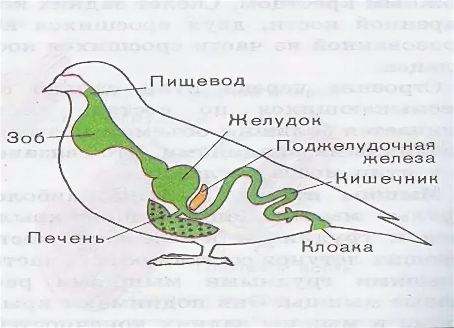 Пищеварительная система класса птиц. Биология 8 класс птицы пищеварительная система. Схема пищеварительной системы голубя. Пищеварительная система птиц 7 класс биология. Строение пищеварительной системы голубя.