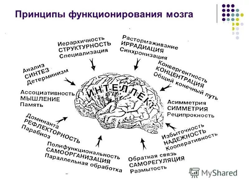 Принципы организации функциональных систем мозга. Структурно функциональная организация мозга. Общие принципы функционирования мозга. Основные принципы структурно-функциональной организации мозга..