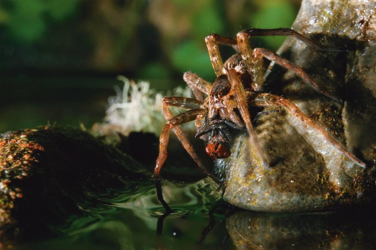 Spider island. Паучий остров Айтолико. Dolomedes aquaticus паук. Остров Айтолико с пауками. Паучий остров Гуам.