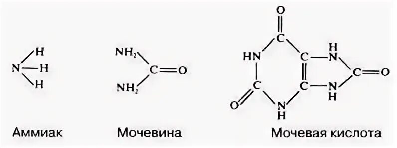 Мочевина и мочевая кислота. Мочевая кислота и аммиак. Мочевина структура. Аммиак мочевина мочевая кислота у животных. Аммиачная кислота формула