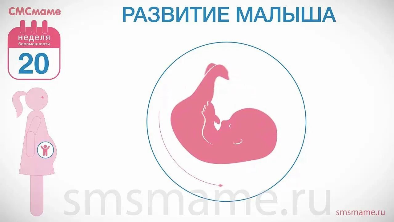 Пособие 20 недель