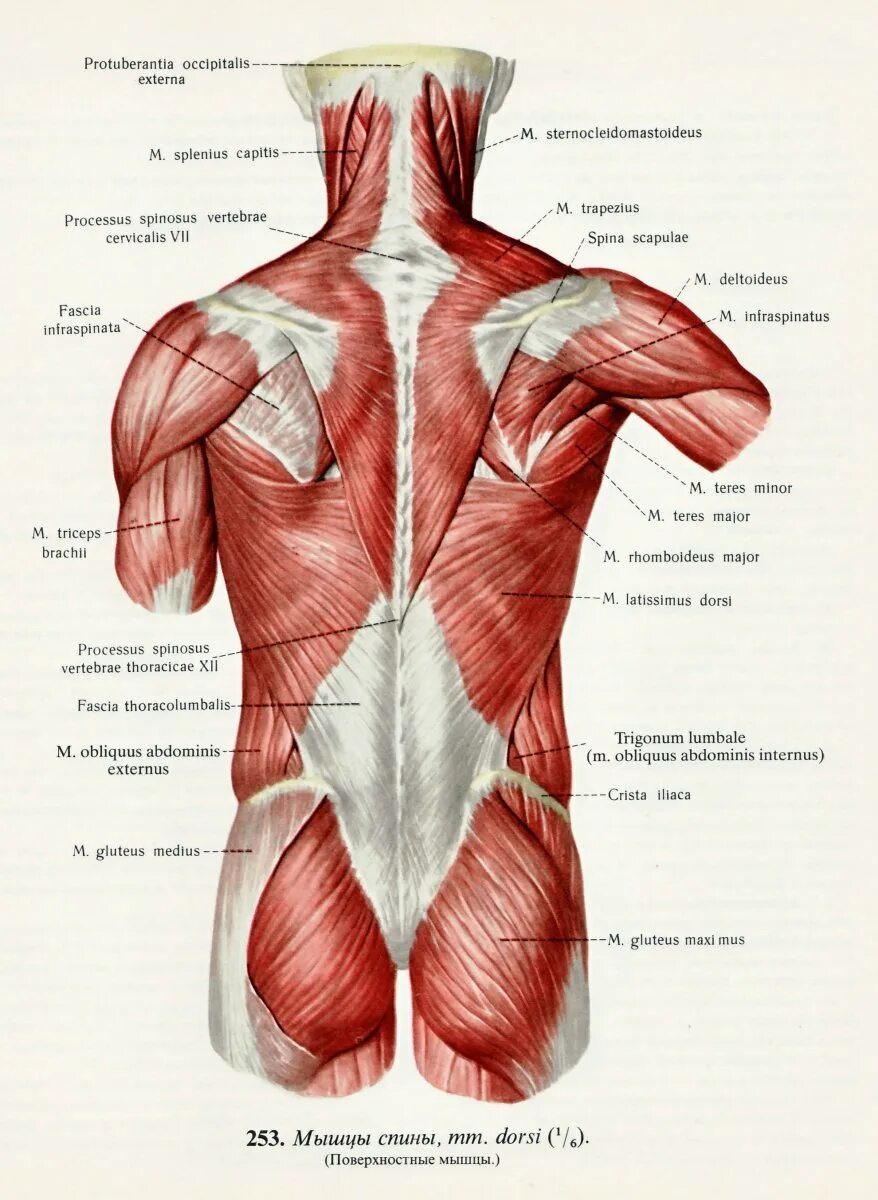 Мышечная система диафрагма. Мышцы спины атлас Синельникова. Мышцы спины анатомия Синельников. Мышцы и фасции спины анатомия.