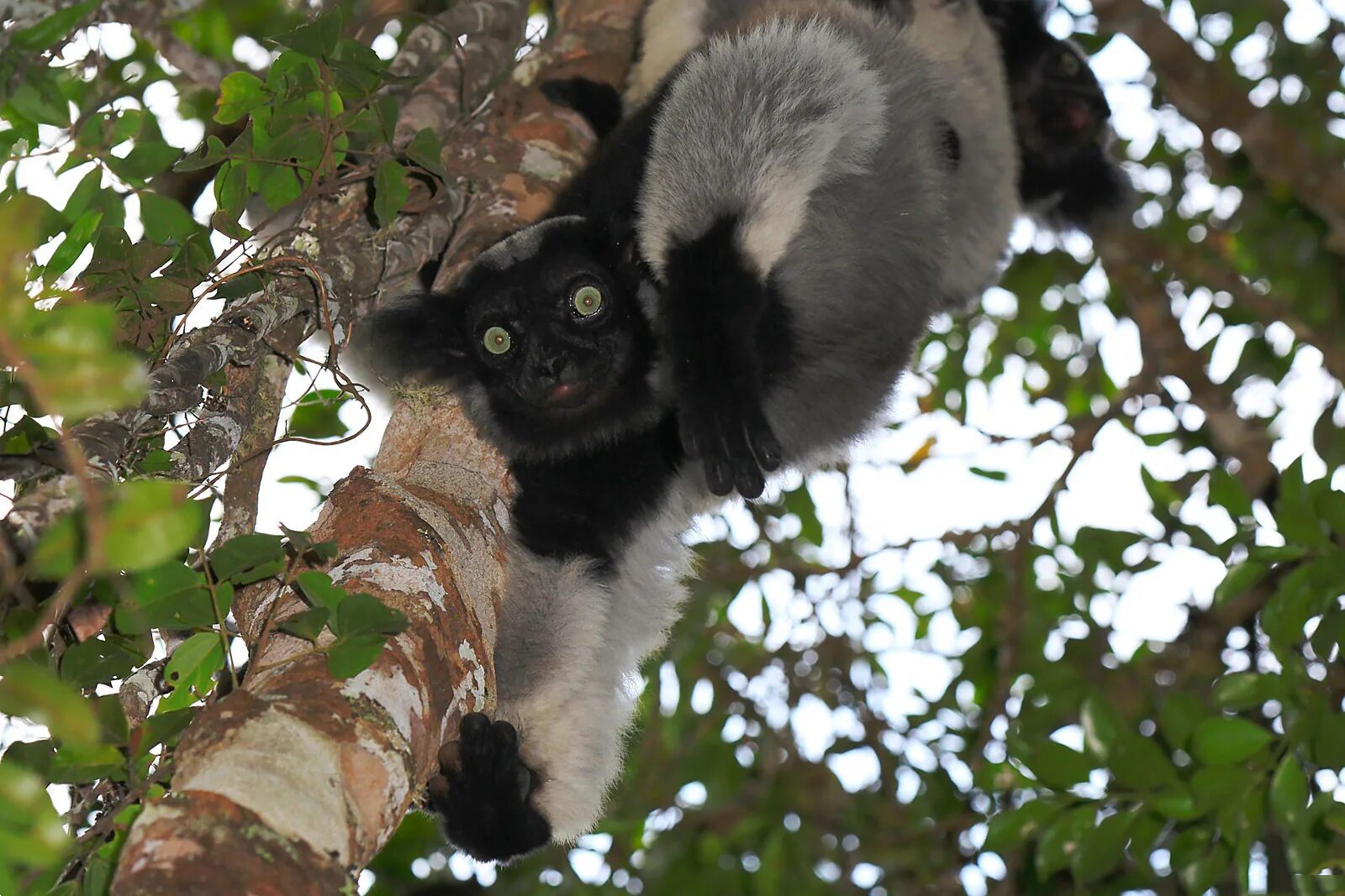 лемур пучеглазик. лемур индри мадагаскар. черный мадагаскарский лемур. лемур вари. к чему снится лемур.