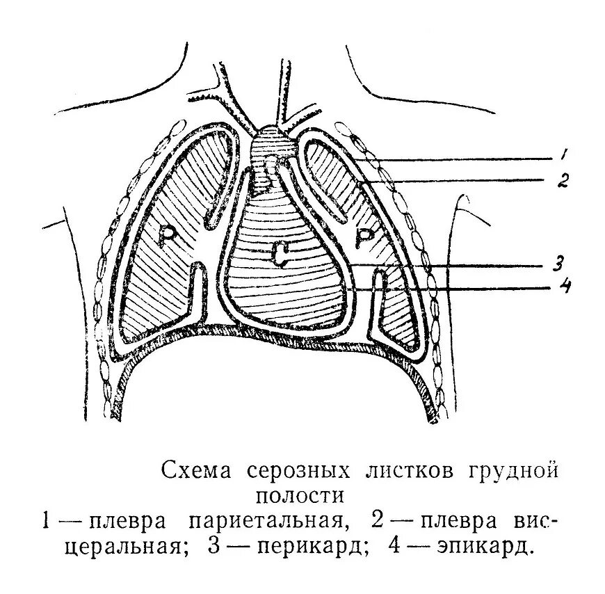 Правая плевральная полость. Синусы плевральной полости схема. Плевра схема строения. Купол плевры анатомия. Легочная плевра схема.