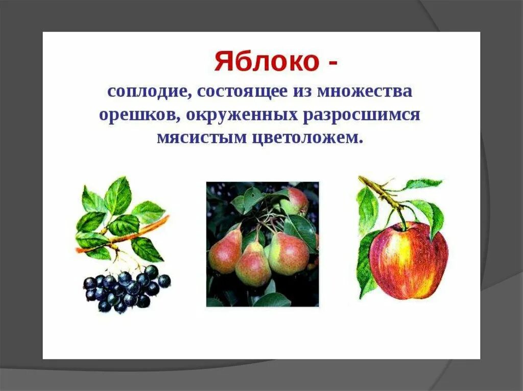 Плод яблони биология. Соплодие яблоко. тип плода яблони. яблоко плод биология. яблоко название плода.