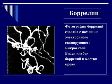 Боррелии это