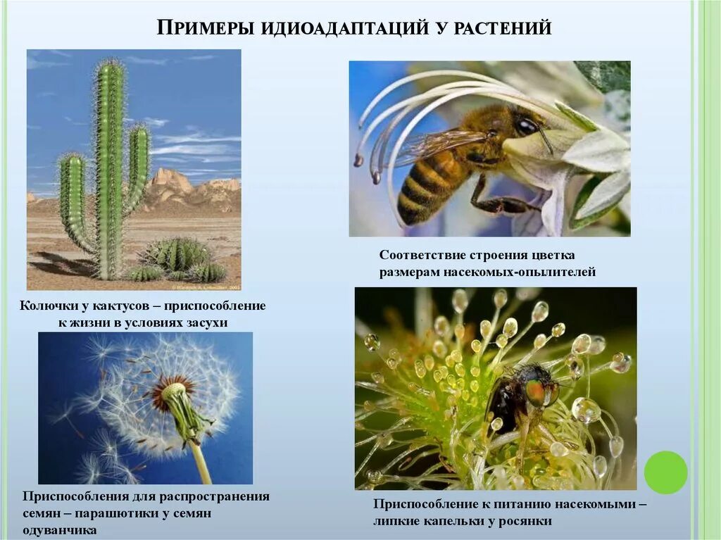 Примеры биологических изменений. Примеры идиоадаптации у растений. Идиоадаптация у растений и животных. Идиоадаптация примеры у животных и растений. Примеры идиоадаптации у растений примеры.