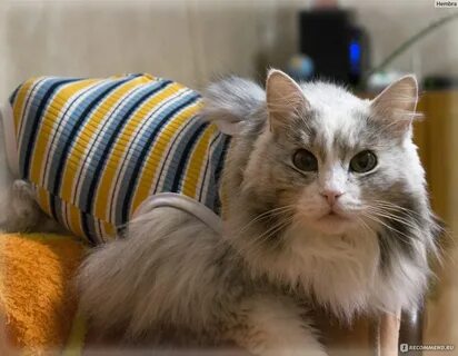 Кошка лала
