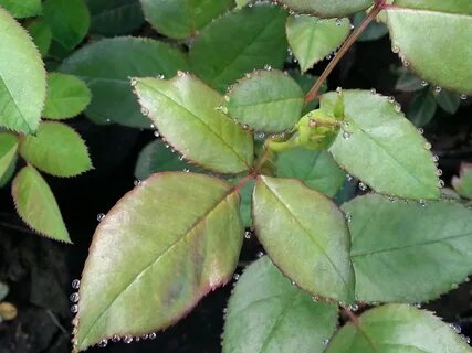 Rose leaves
