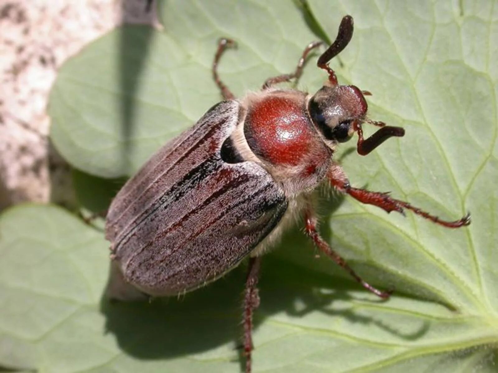 Майский жук хрущ. Сибирский майский жук. Майский жук какой. Майский хрущ. Майский жук какой.