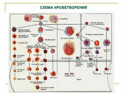 Источники развития центральных и периферических органов кроветворения