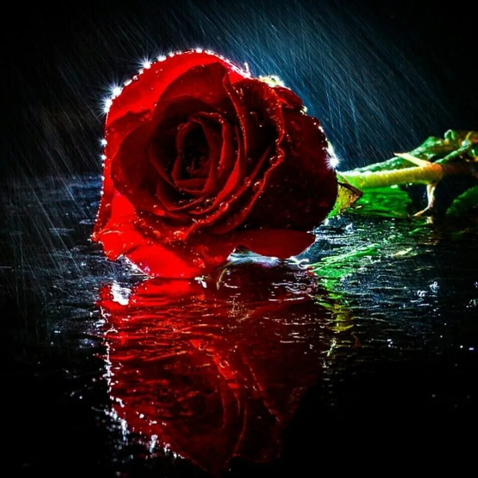 Розочка под. Фантастические розы. Розы под дождем.