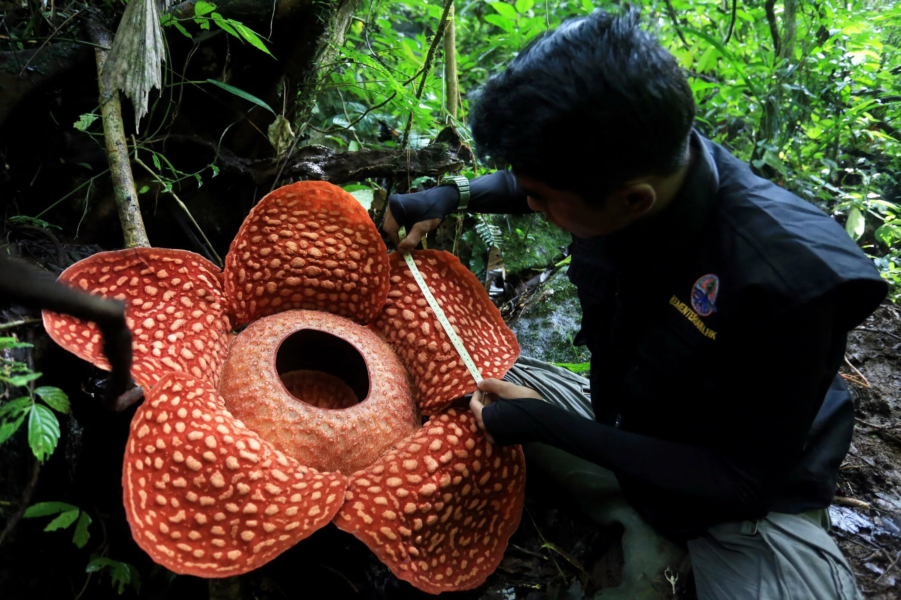 Аморфофаллус гигантский. Раффлезия арнольди (rafflesia arnoldii) почка. Рекорд самый сильный удар в пах. Самый большой пах в мире. Самый большой пах в мире.