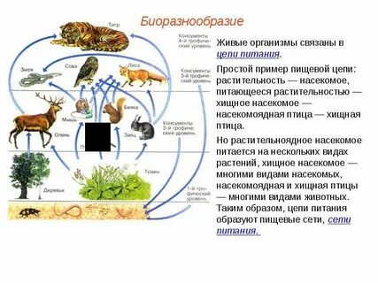 Живые организмы питающиеся растениями