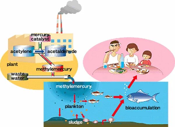 Тунец ртуть. Метилртуть в рыбе. Метилртуть источники. Биоаккумуляция ртути в пищевых цепях. Биоаккумуляция тяжелых металлов.