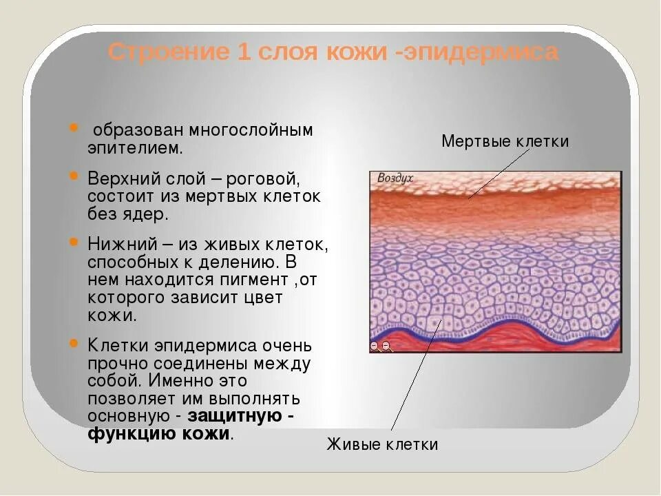 Какие три слоя кожи