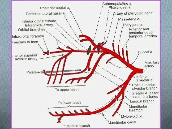 Верхнечелюстная артерия и ее ветви и области кровоснабжения. Верхнечелюстная артерия анатомия ветви. Ветви a maxillaris схема. Лицевая артерия анатомия ветви. По дну чего проложена артерия жизни