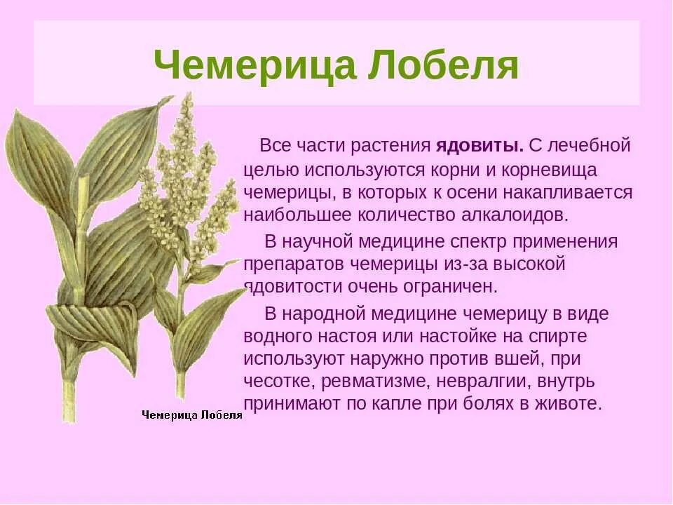 Чемерица описание. Чемерица лобеля растение. Чемерица лобеля растение. Чемерица описание. Чемерица белая.