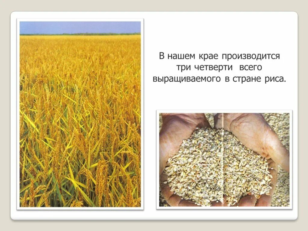 Кубановедение 3 класс твои земляки труженики. Труженики кубанских полей. труженики полей сообщение. презентация труженики полей. труженики полей кубановедение.