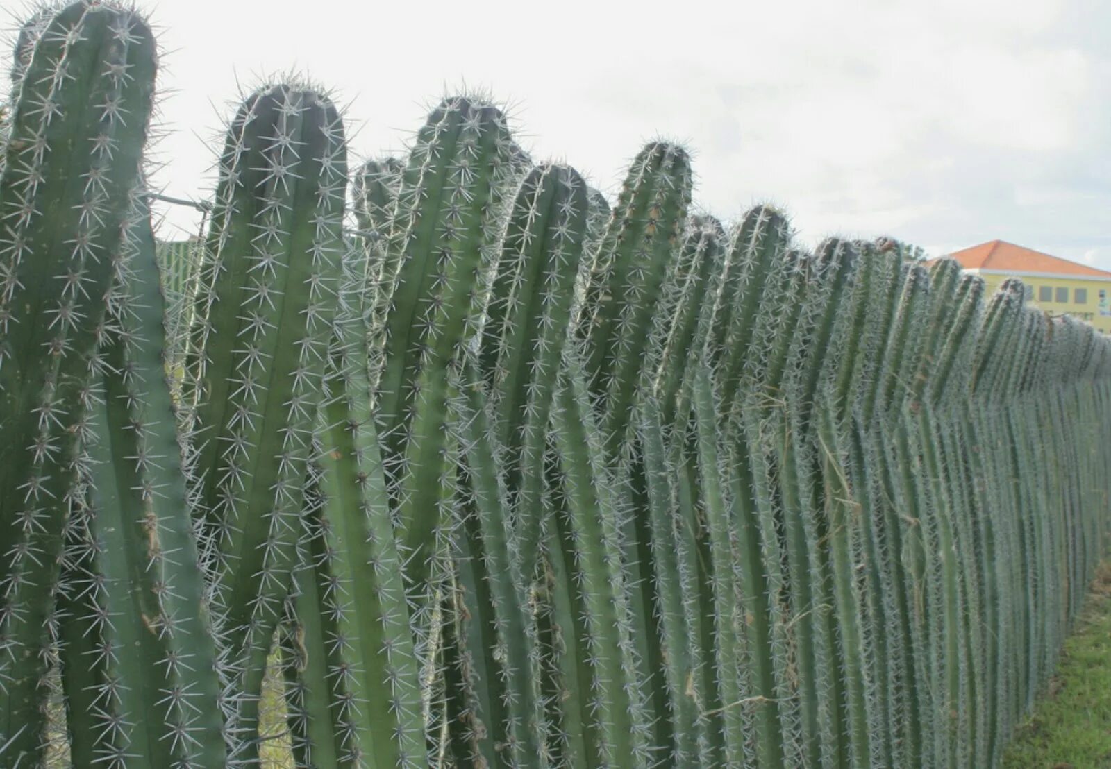кактус и дерево вместе фото. опунция дерево. молочай канделябровый. пузырчатая текстура органика. кактусы мадагаскара.
