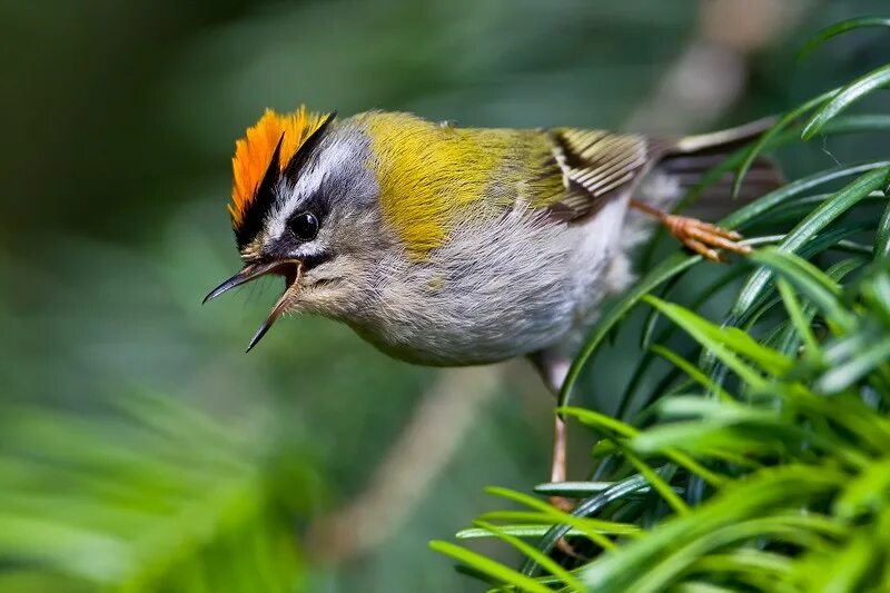 Птичка красноголовый королёк. Золотоголовый королек. Рубиновоголовый королёк. Красноголовый королек птица. Красно головый корольёк.