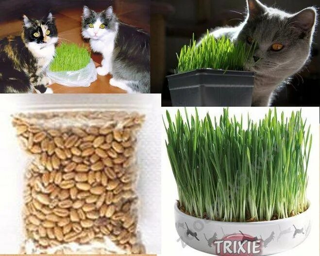 Как кошкам выводить шерсть. Как кошкам выводить шерсть. Для выведения шерсти из желудка кошки. Как кошкам выводить шерсть. Для выведения шерсти из желудка кошки.