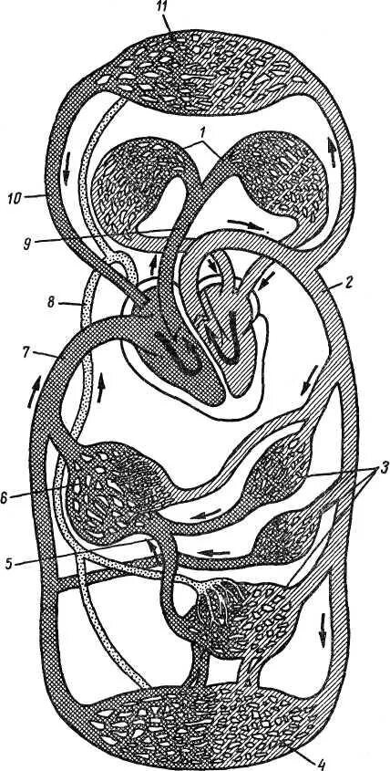 Круги кровообращения и лимфа схема. Схема кровообращения и тока лимфы. Круги кровообращения человека схема. Большой и малый круг кровообращения. Круг кровообращения голова
