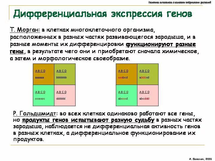 Гены онтогенеза