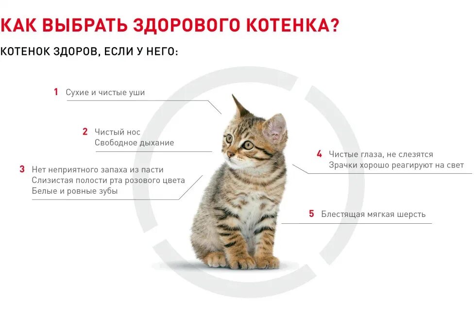 Возраст котенка. Как можно понять Возраст котенка. Как правильно выбрать котенка. СКК определить Возраст котенка. Сколько раз в взрослая кошка