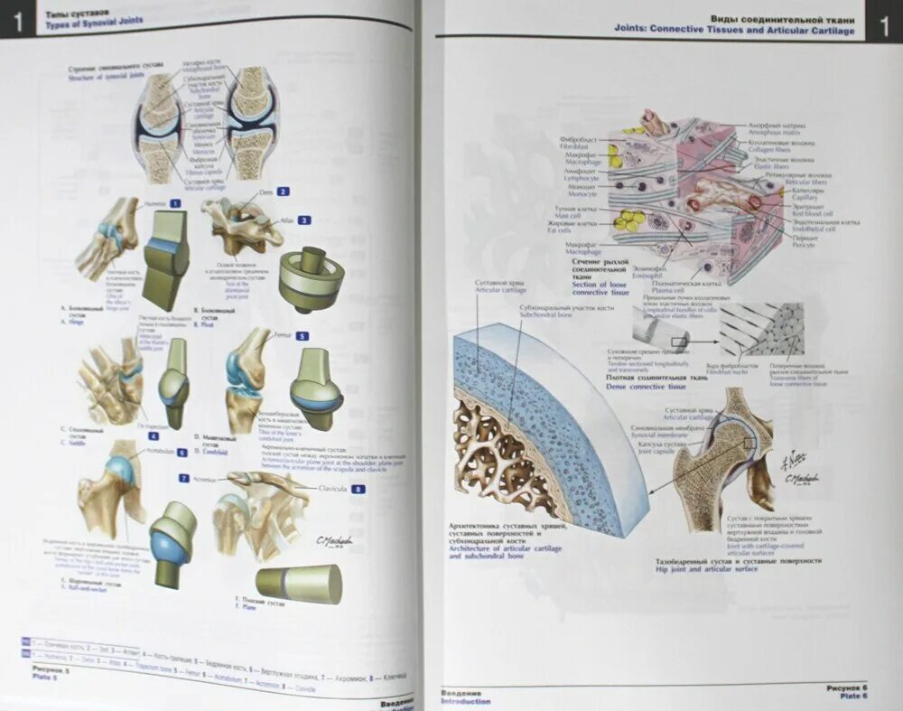 Atlas of human anatomy netter