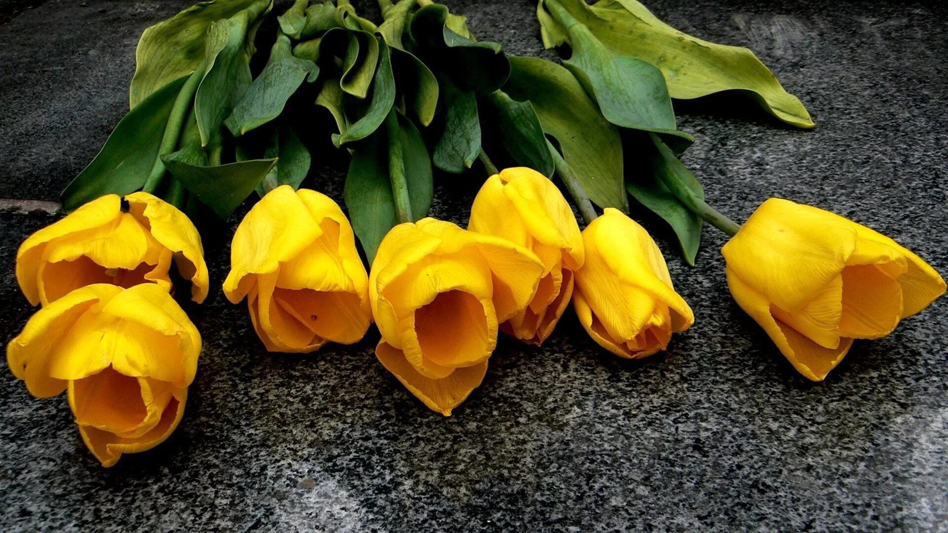 Тюльпан Йеллоу Сан. Желтые тюльпаны. Желтые тюльпаны цветы. Обои на рабочий стол желтые.