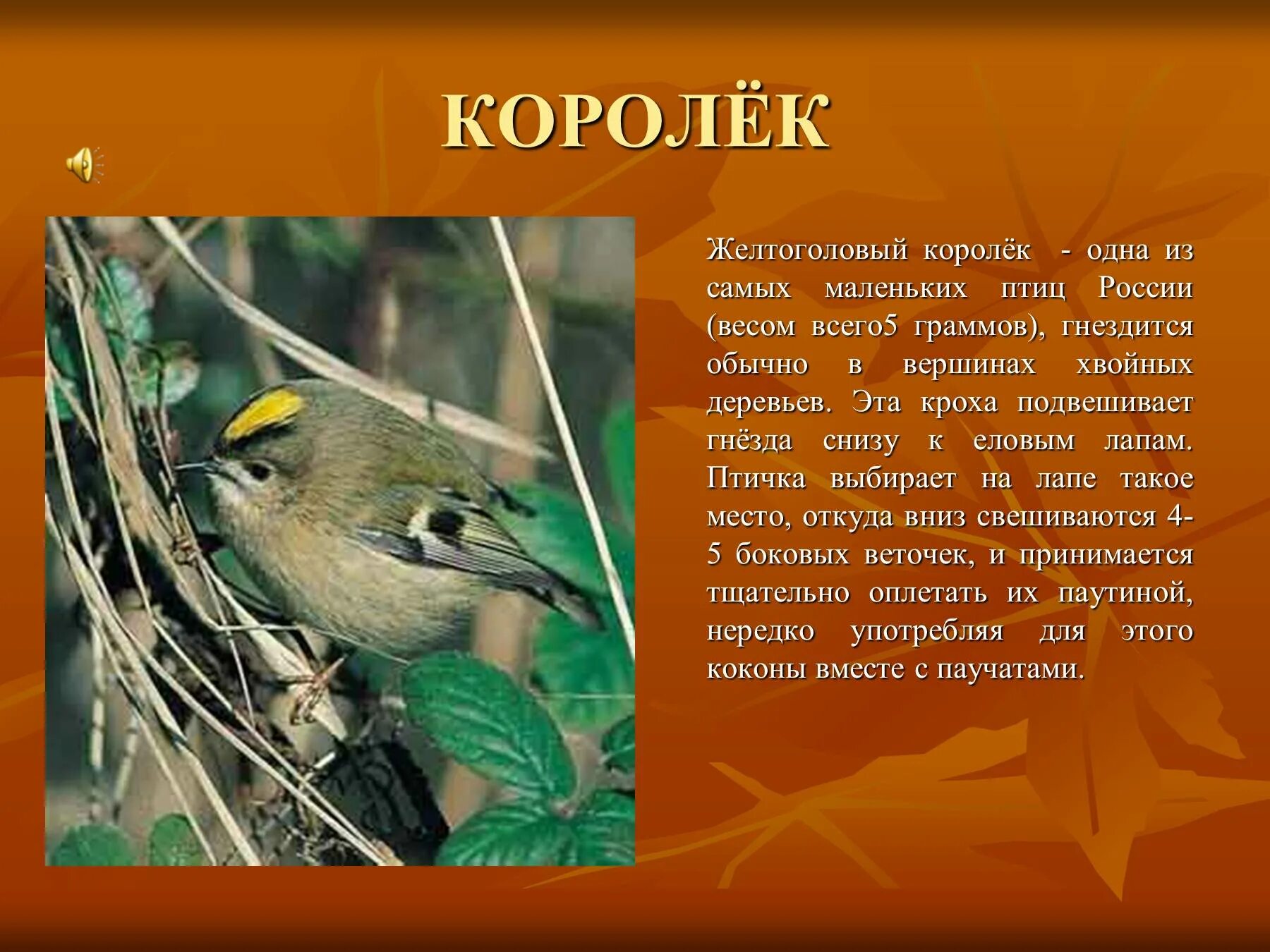 Подготовить информацию о птицах. Желтоголовый королек гнездо. рассказ о птицах. доклад про птиц. рассказ о любой птице.