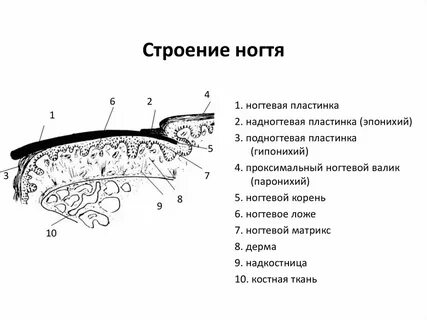 Ложа пальца