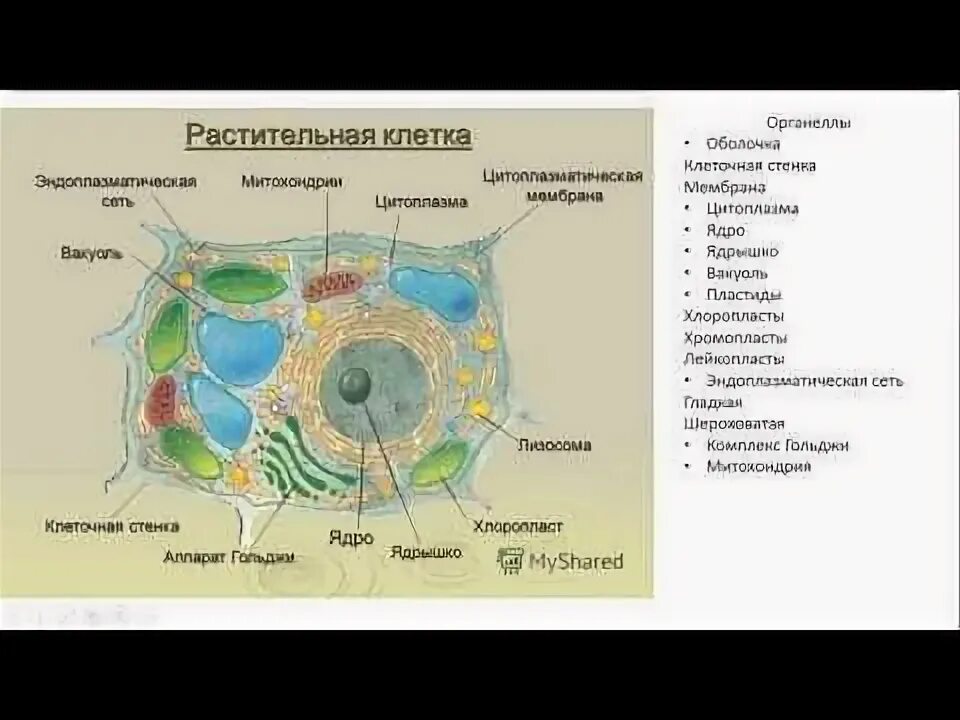Клетка как биологическая система строение клетки. Клетка как биологическая система строение клетки