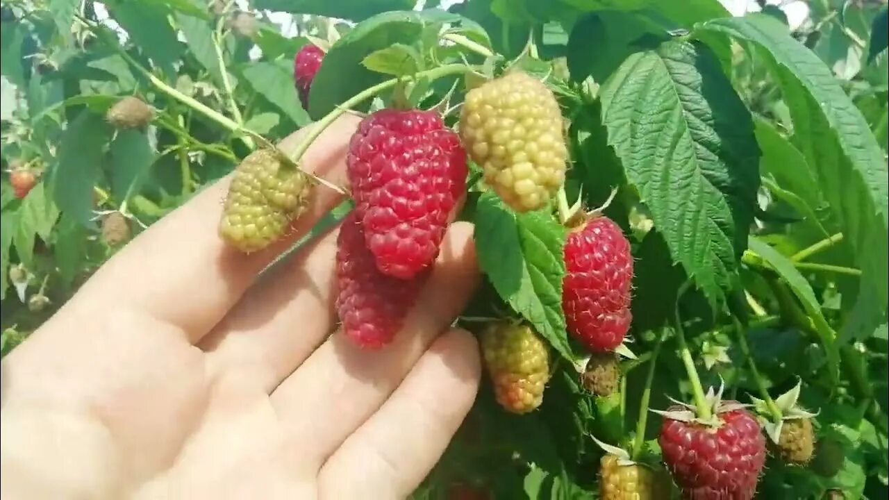 Сорт малины мапема. Конусообразный сорт малины. Нижегородский сорт малины. Малина крупная сорта. Сорт малины на букву м.