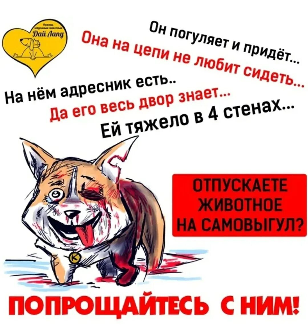 Как отпустить питомца