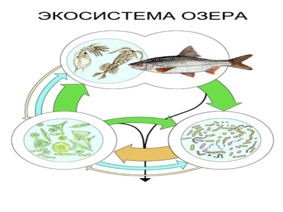 Схема круговорота веществ в водоеме 3 класс примеры. Схема круговорота веществ в сообществе водоема 3. Пищевая цепь озера 3 класс. Пищевая сеть экосистемы озера. Составить пищевую цепь водоема