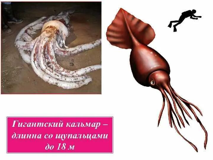 Длиннорукий кальмар. Гигантский глубоководный кальмар с длинными щупальцами. гигантский кальмар анатомия. строение гигантского кальмара. кальмар относится к.