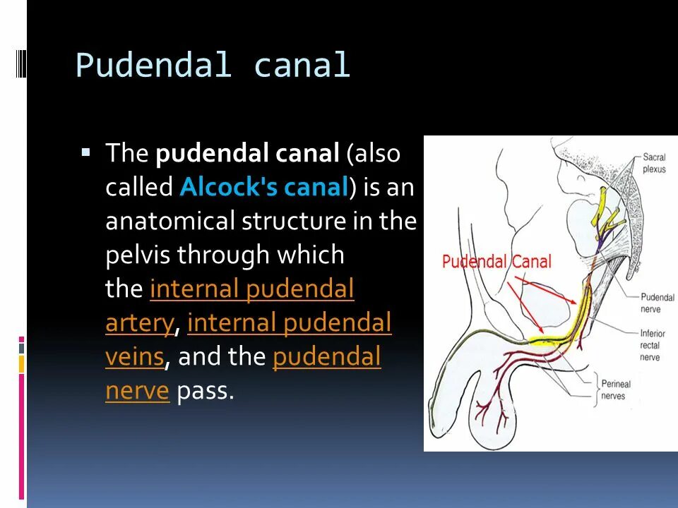 Канал Алькокка анатомия. Пудендальный канал канал Алькока. Половой нерв канал Алкока.