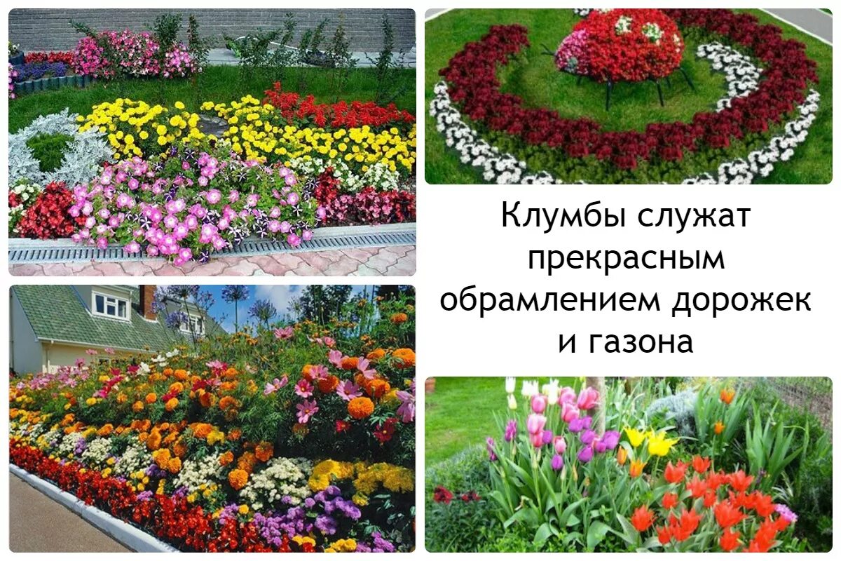 Клумбы из однолетников схемы фото